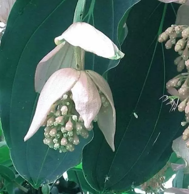 Medinilla magnifica Albiflora - Medinila Pérola Branca, Medinilla Branca, Pearl White Medinilla - Imagem 3