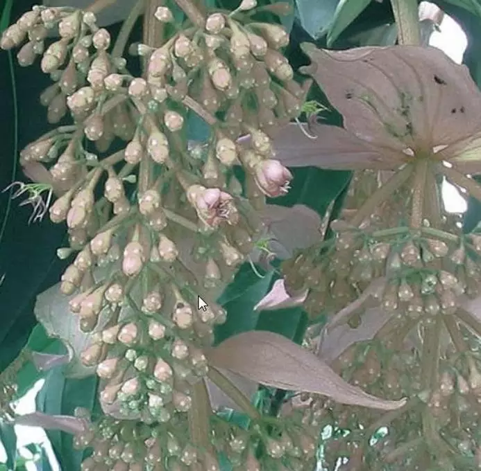 Medinilla magnifica Albiflora - Medinila Pérola Branca, Medinilla Branca, Pearl White Medinilla - Imagem 4