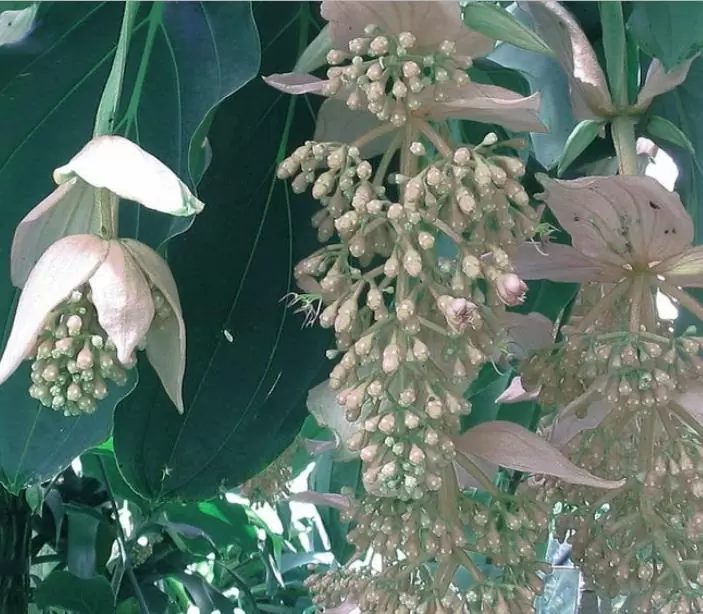 Medinilla magnifica Albiflora - Medinila Pérola Branca, Medinilla Branca, Pearl White Medinilla - Imagem 5