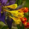 Melampyrum nemorosum -  Flor Dia e Noite, Bandeira Sueca , Night and Day