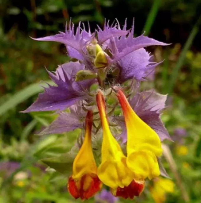 Melampyrum nemorosum - Flor Dia e Noite, Bandeira Sueca , Night and Day - Imagem 2
