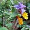 Melampyrum nemorosum -  Flor Dia e Noite, Bandeira Sueca , Night and Day - Image 3