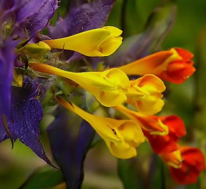 Melampyrum nemorosum - Flor Dia e Noite, Bandeira Sueca , Night and Day - Imagem 4