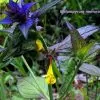 Melampyrum nemorosum -  Flor Dia e Noite, Bandeira Sueca , Night and Day - Image 5