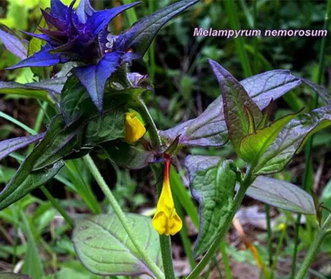 Melampyrum nemorosum - Flor Dia e Noite, Bandeira Sueca , Night and Day - Imagem 5
