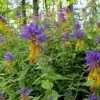 Melampyrum nemorosum -  Flor Dia e Noite, Bandeira Sueca , Night and Day - Image 6