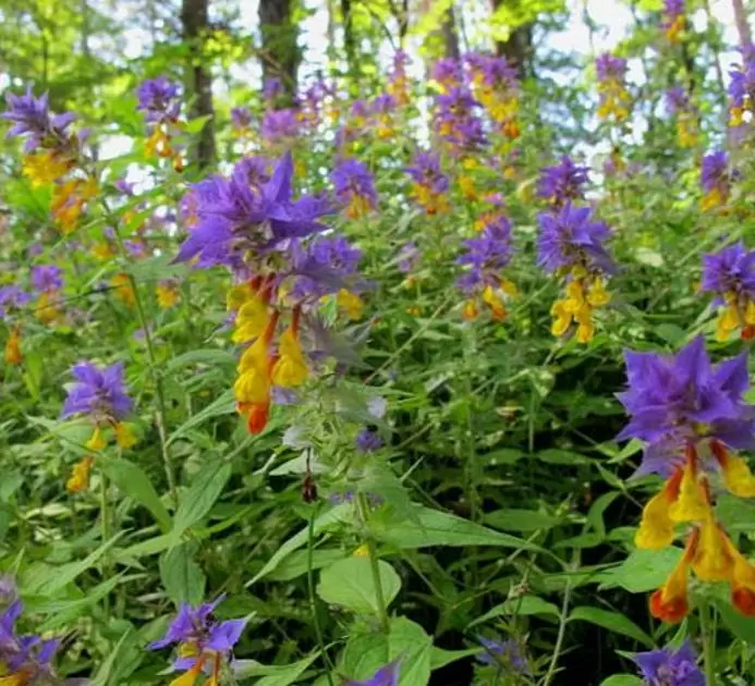 Melampyrum nemorosum - Flor Dia e Noite, Bandeira Sueca , Night and Day - Imagem 6