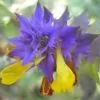 Melampyrum nemorosum -  Flor Dia e Noite, Bandeira Sueca , Night and Day - Image 7