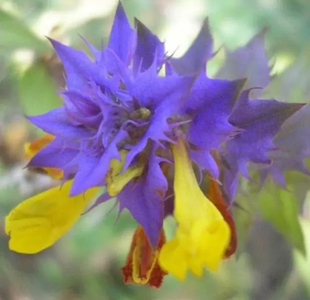 Melampyrum nemorosum - Flor Dia e Noite, Bandeira Sueca , Night and Day - Imagem 7