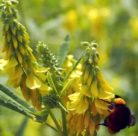 Melilotus officinalis - Meliloto, Trevo de mel, Trevo amarelo aromático, Lotus do mel, Flor do mel, Flor - Imagem 4