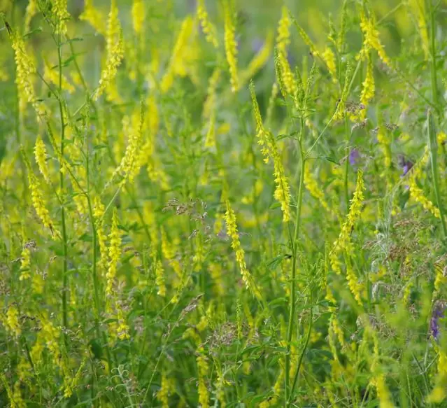 Melilotus officinalis - Meliloto, Trevo de mel, Trevo amarelo aromático, Lotus do mel, Flor do mel, Flor - Imagem 5