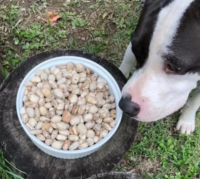 Mucuna pruriens - Mucuna pruriens - Atmagupta - Velvet bean - Magic Bean e Kapikacchu em Sânscrito