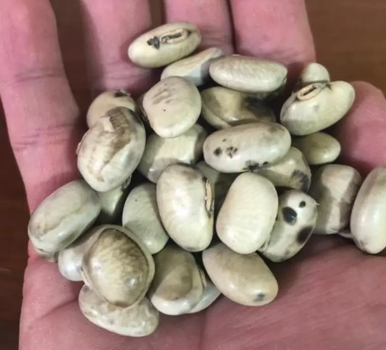 Mucuna pruriens - Mucuna pruriens - Atmagupta - Velvet bean - Magic Bean e Kapikacchu em Sânscrito - Imagem 2
