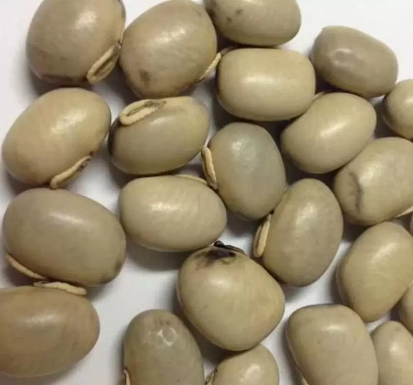 Mucuna pruriens - Mucuna pruriens - Atmagupta - Velvet bean - Magic Bean e Kapikacchu em Sânscrito - Imagem 3