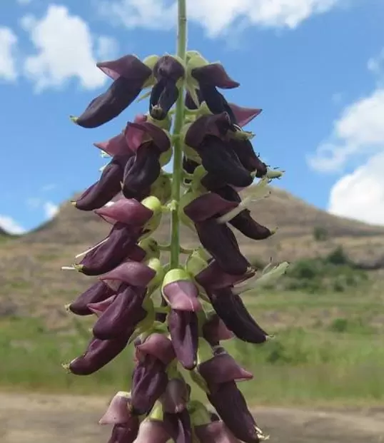Mucuna pruriens - Mucuna pruriens - Atmagupta - Velvet bean - Magic Bean e Kapikacchu em Sânscrito - Imagem 5
