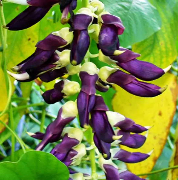 Mucuna pruriens - Mucuna pruriens - Atmagupta - Velvet bean - Magic Bean e Kapikacchu em Sânscrito - Imagem 6
