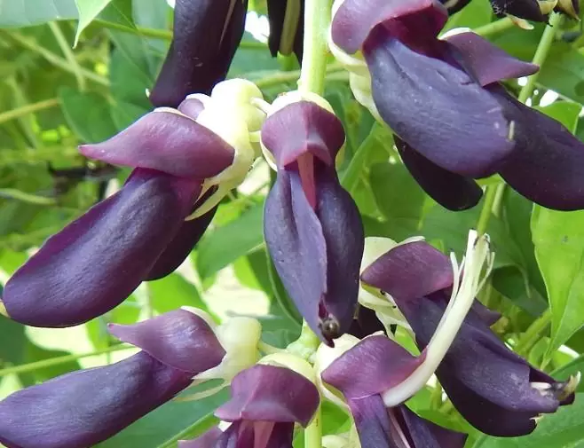 Mucuna pruriens - Mucuna pruriens - Atmagupta - Velvet bean - Magic Bean e Kapikacchu em Sânscrito - Imagem 8