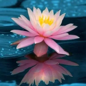 Nelumbo nucifera  - Lótus, Flor de Lótus, Lótus Sagrado, Lótus-da-Índia