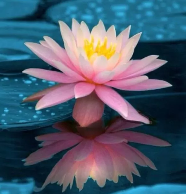 Nelumbo nucifera  - Lótus, Flor de Lótus, Lótus Sagrado, Lótus-da-Índia