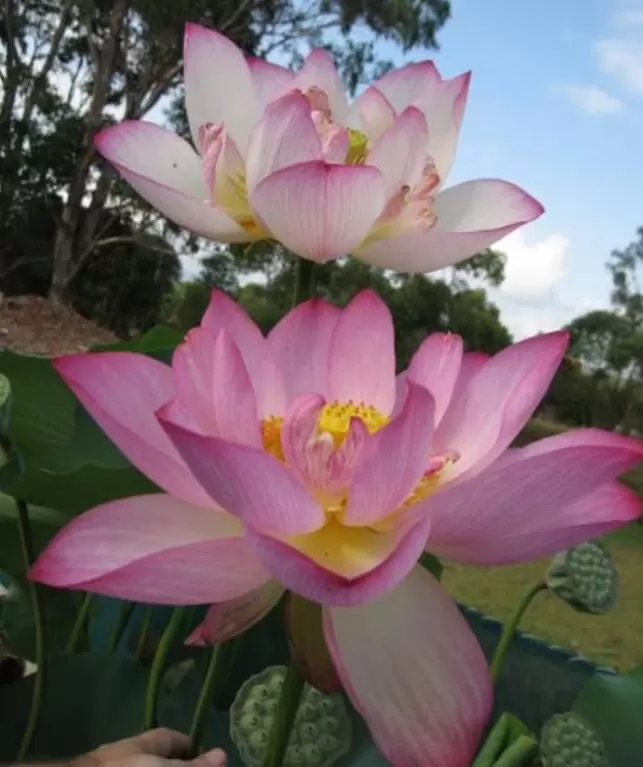 Nelumbo nucifera - Lótus, Flor de Lótus, Lótus Sagrado, Lótus-da-Índia - Imagem 2