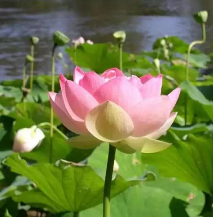 Nelumbo nucifera - Lótus, Flor de Lótus, Lótus Sagrado, Lótus-da-Índia - Imagem 3