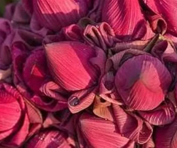 Nelumbo nucifera 'Vermelha' - Lótus Vermelha , Flor de Lótus Vermelha, Lótus Sagrado, Lótus-da-Índia - Imagem 2