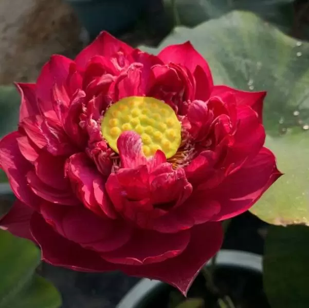 Nelumbo nucifera 'Vermelha' - Lótus Vermelha , Flor de Lótus Vermelha, Lótus Sagrado, Lótus-da-Índia - Imagem 3