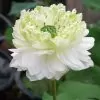 Nelumbo nucifera 'White Plenum' - Lótus Branca Plena , Flor de Lótus Branca Dobrada, Lótus Sagrado, Lótus-da-Índia