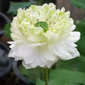 Nelumbo nucifera 'White Plenum' - Lótus Branca Plena , Flor de Lótus Branca Dobrada, Lótus Sagrado, Lótus-da-Índia