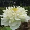 Nelumbo nucifera 'White Plenum' - Lótus Branca Plena , Flor de Lótus Branca Dobrada, Lótus Sagrado, Lótus-da-Índia - Image 2