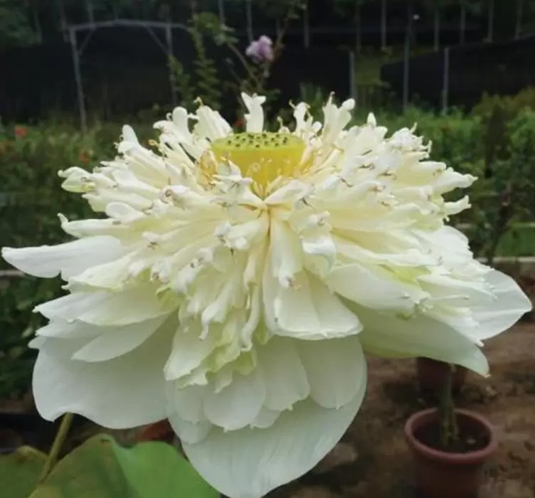 Nelumbo nucifera 'White Plenum' - Lótus Branca Plena , Flor de Lótus Branca Dobrada, Lótus Sagrado, Lótus-da-Índia - Imagem 2