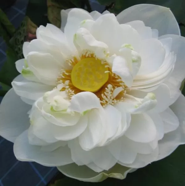Nelumbo nucifera 'White Plenum' - Lótus Branca Plena , Flor de Lótus Branca Dobrada, Lótus Sagrado, Lótus-da-Índia - Image 3