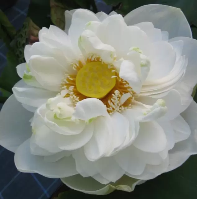 Nelumbo nucifera 'White Plenum' - Lótus Branca Plena , Flor de Lótus Branca Dobrada, Lótus Sagrado, Lótus-da-Índia - Imagem 3