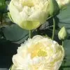 Nelumbo nucifera 'White Plenum' - Lótus Branca Plena , Flor de Lótus Branca Dobrada, Lótus Sagrado, Lótus-da-Índia - Image 4