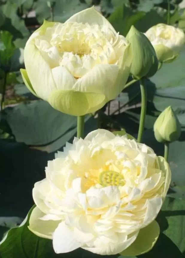 Nelumbo nucifera 'White Plenum' - Lótus Branca Plena , Flor de Lótus Branca Dobrada, Lótus Sagrado, Lótus-da-Índia - Imagem 4