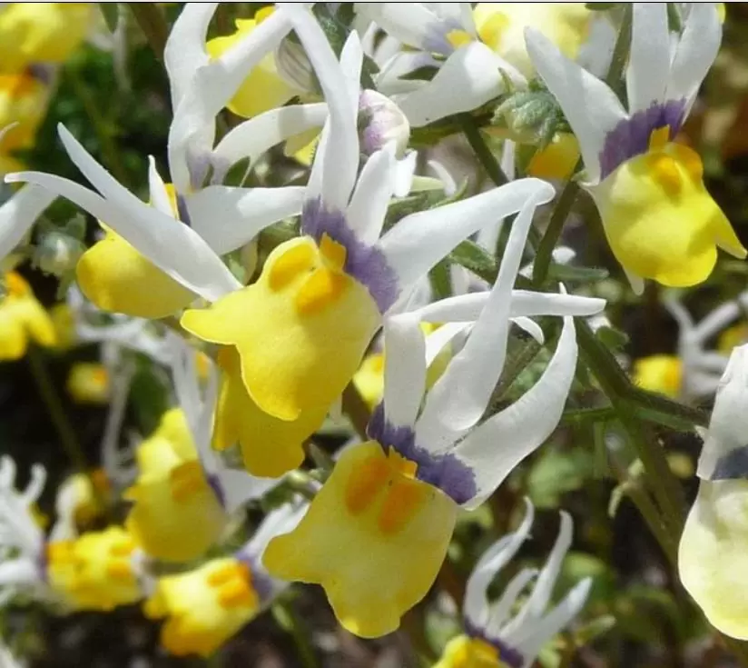Nemesia cheiranthus Mascarade - Arlequim mascarado, Jóia do cabo mascarado, Nemésia mascarada, Baile de máscaras - Imagem 2