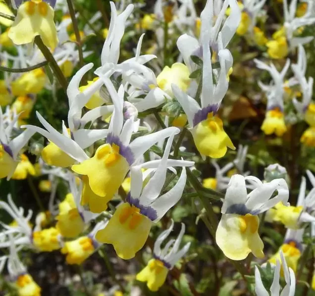 Nemesia cheiranthus Mascarade - Arlequim mascarado, Jóia do cabo mascarado, Nemésia mascarada, Baile de máscaras - Imagem 3