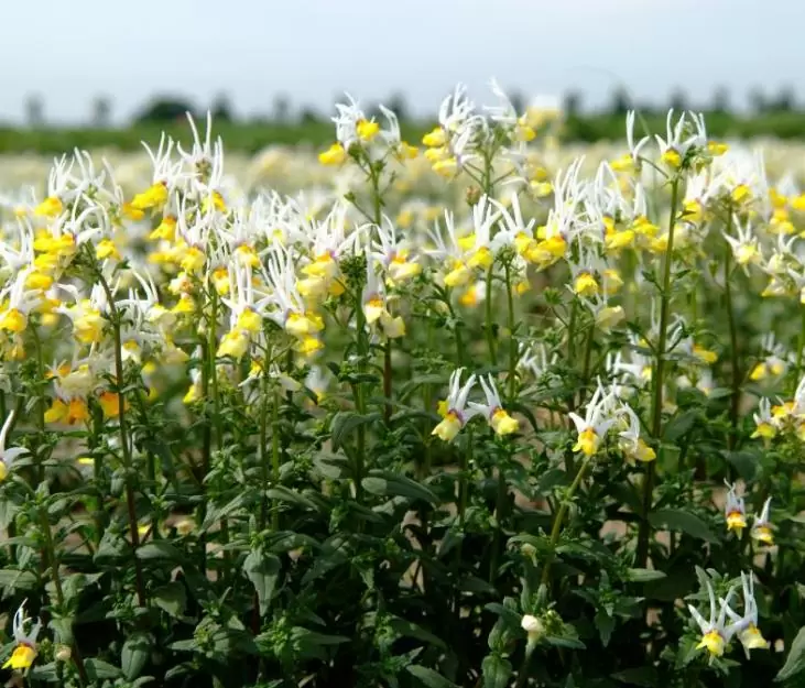 Nemesia cheiranthus Mascarade - Arlequim mascarado, Jóia do cabo mascarado, Nemésia mascarada, Baile de máscaras - Imagem 4