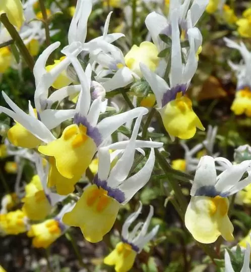Nemesia cheiranthus Mascarade - Arlequim mascarado, Jóia do cabo mascarado, Nemésia mascarada, Baile de máscaras - Imagem 5