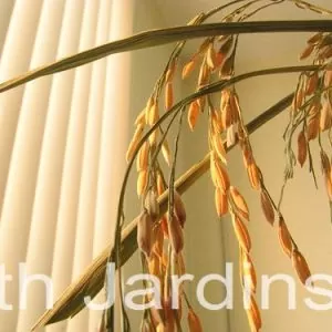 Oryza sativa Blue bonnet - Arroz Blue bonnet, Arroz de Belize, Arroz Armênio