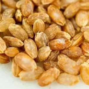 Oryza sativa Akamuro (Certificação Orgânica) - Arroz Akamuro, Arroz vermelho