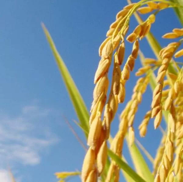Oryza sativa Blue bonnet - Arroz Blue bonnet, Arroz de Belize, Arroz Armênio - Imagem 2