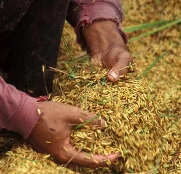 Oryza sativa Blue bonnet - Arroz Blue bonnet, Arroz de Belize, Arroz Armênio - Imagem 3
