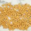 Oryza sativa Carolina gold - Arroz Carolina Gold, Arroz de ouro da Carolina, Sementes de ouro, Grãos de ouro