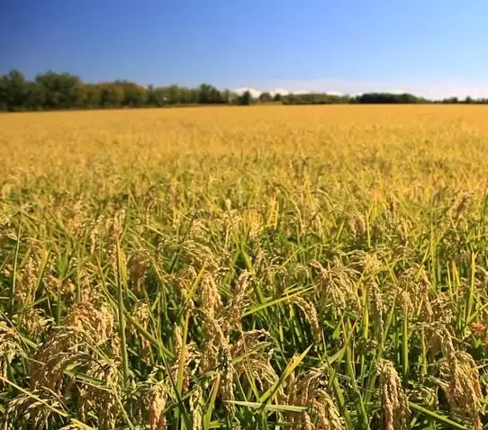 Oryza sativa Carolina gold - Arroz Carolina Gold, Arroz de ouro da Carolina, Sementes de ouro, Grãos de ouro - Image 3