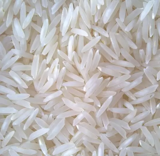 Oryza sativa Carolina gold - Arroz Carolina Gold, Arroz de ouro da Carolina, Sementes de ouro, Grãos de ouro - Image 5