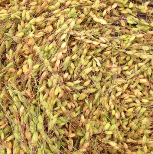 Oryza sativa Duborskian (Certificação Orgânica) - Arroz Duborskian, Arroz de montanha