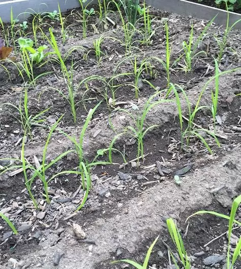 Oryza sativa Duborskian (Certificação Orgânica) - Arroz Duborskian, Arroz de montanha - Image 2