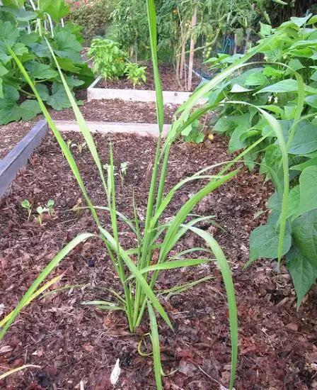 Oryza sativa Duborskian (Certificação Orgânica) - Arroz Duborskian, Arroz de montanha - Image 3