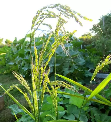 Oryza sativa Duborskian (Certificação Orgânica) - Arroz Duborskian, Arroz de montanha - Image 4